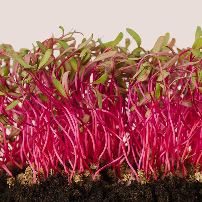 Asian and tropical vegetable seeds