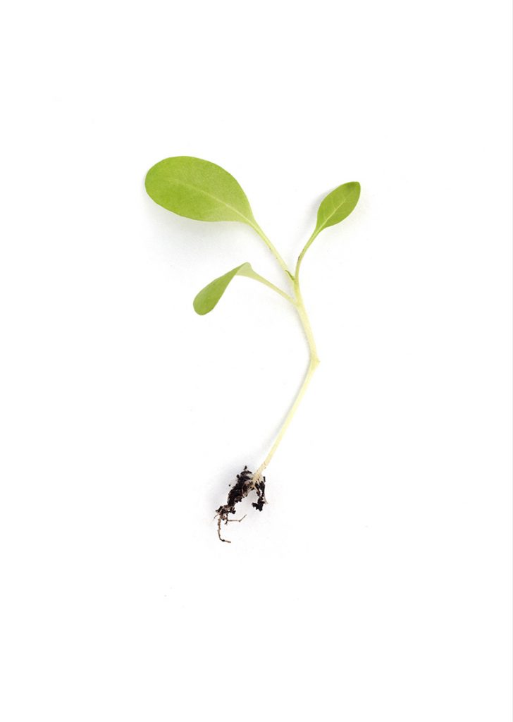 Asian and tropical vegetable seeds