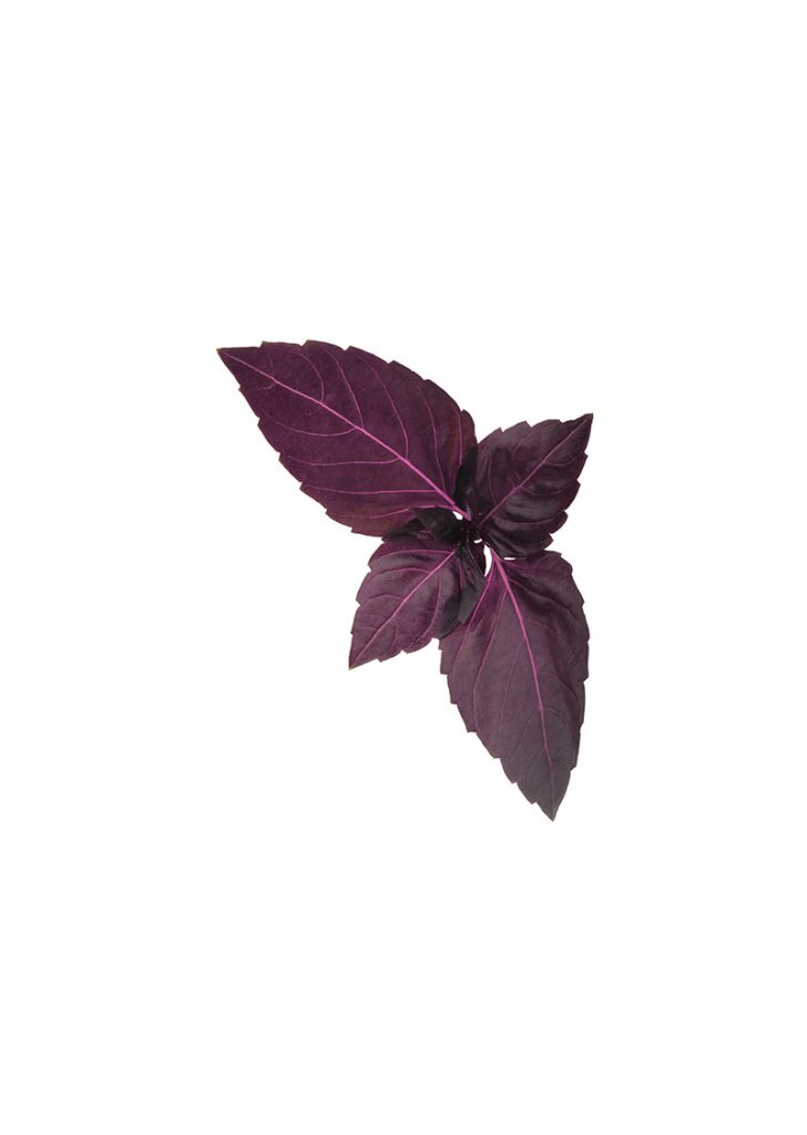 Asian and tropical vegetable seeds