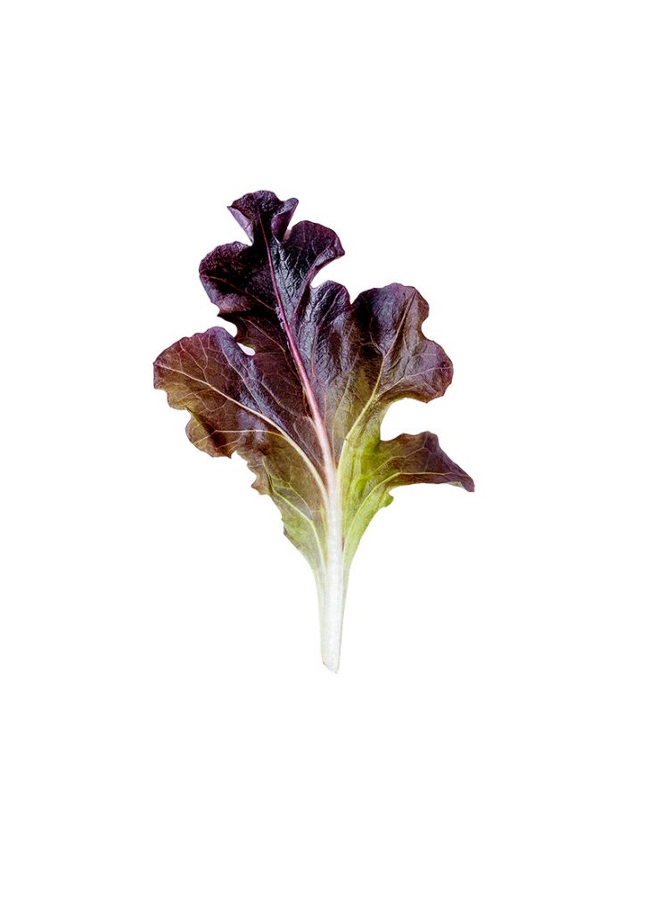 Asian and tropical vegetable seeds