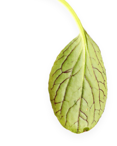 Asian and tropical vegetable seeds