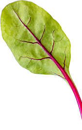 Asian and tropical vegetable seeds