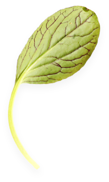 Asian and tropical vegetable seeds