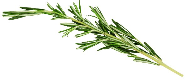 Asian and tropical vegetable seeds