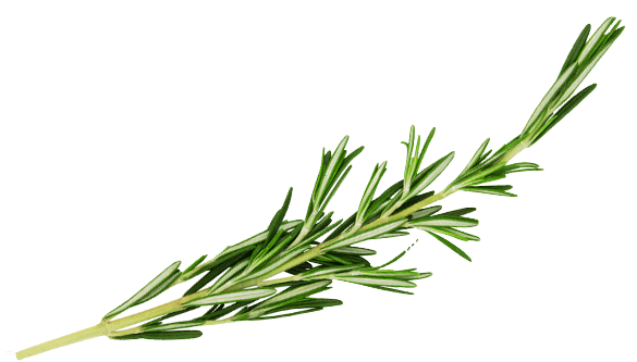 Asian and tropical vegetable seeds