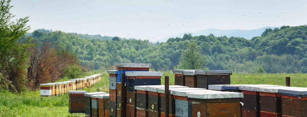 Asian and tropical vegetable seeds