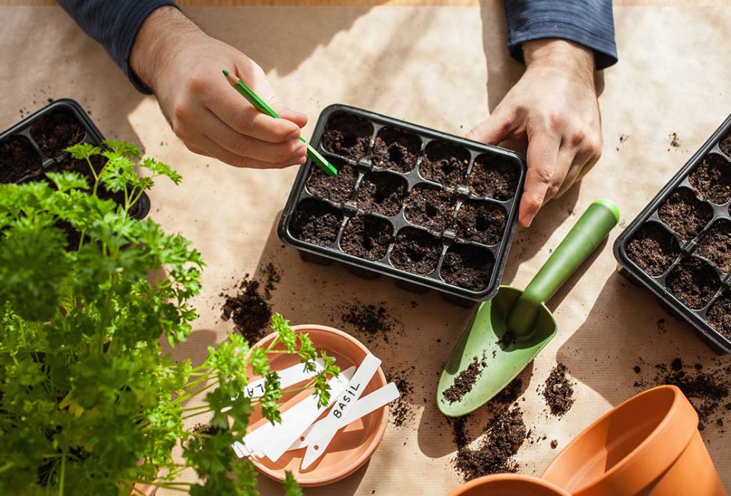 Asian and tropical vegetable seeds