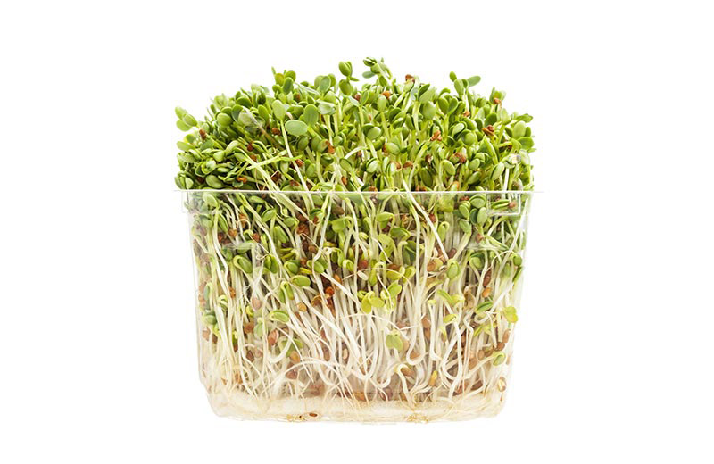 Asian and tropical vegetable seeds