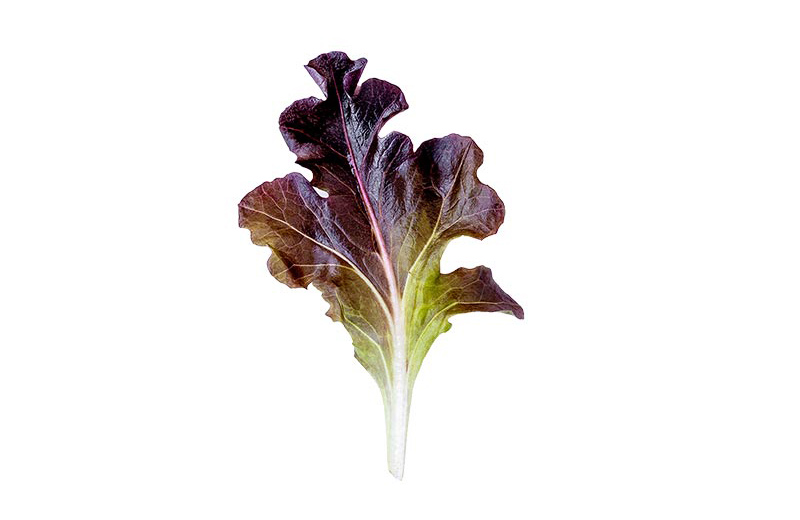 Asian and tropical vegetable seeds