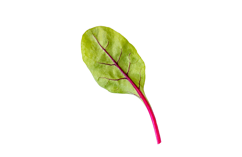 Asian and tropical vegetable seeds