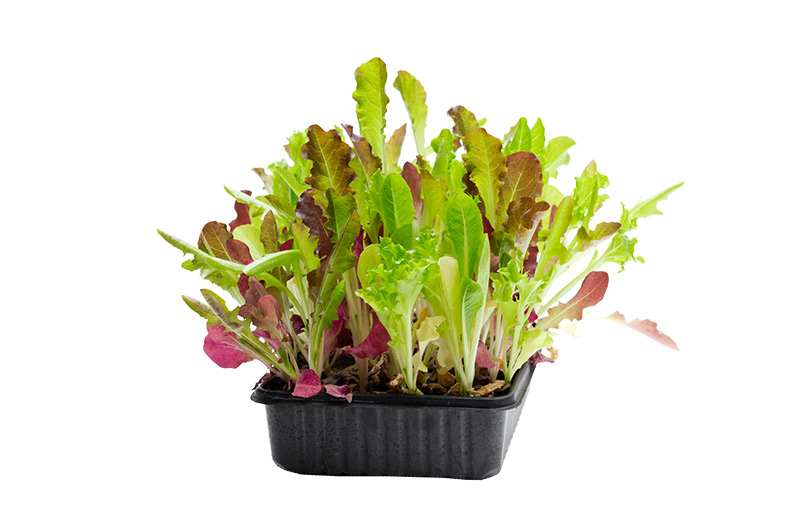 Asian and tropical vegetable seeds